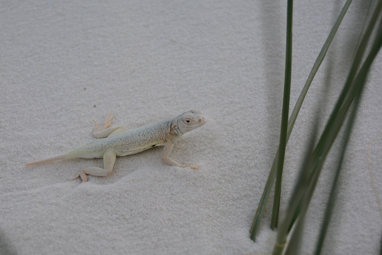 Holbrookia maculata ruthveni